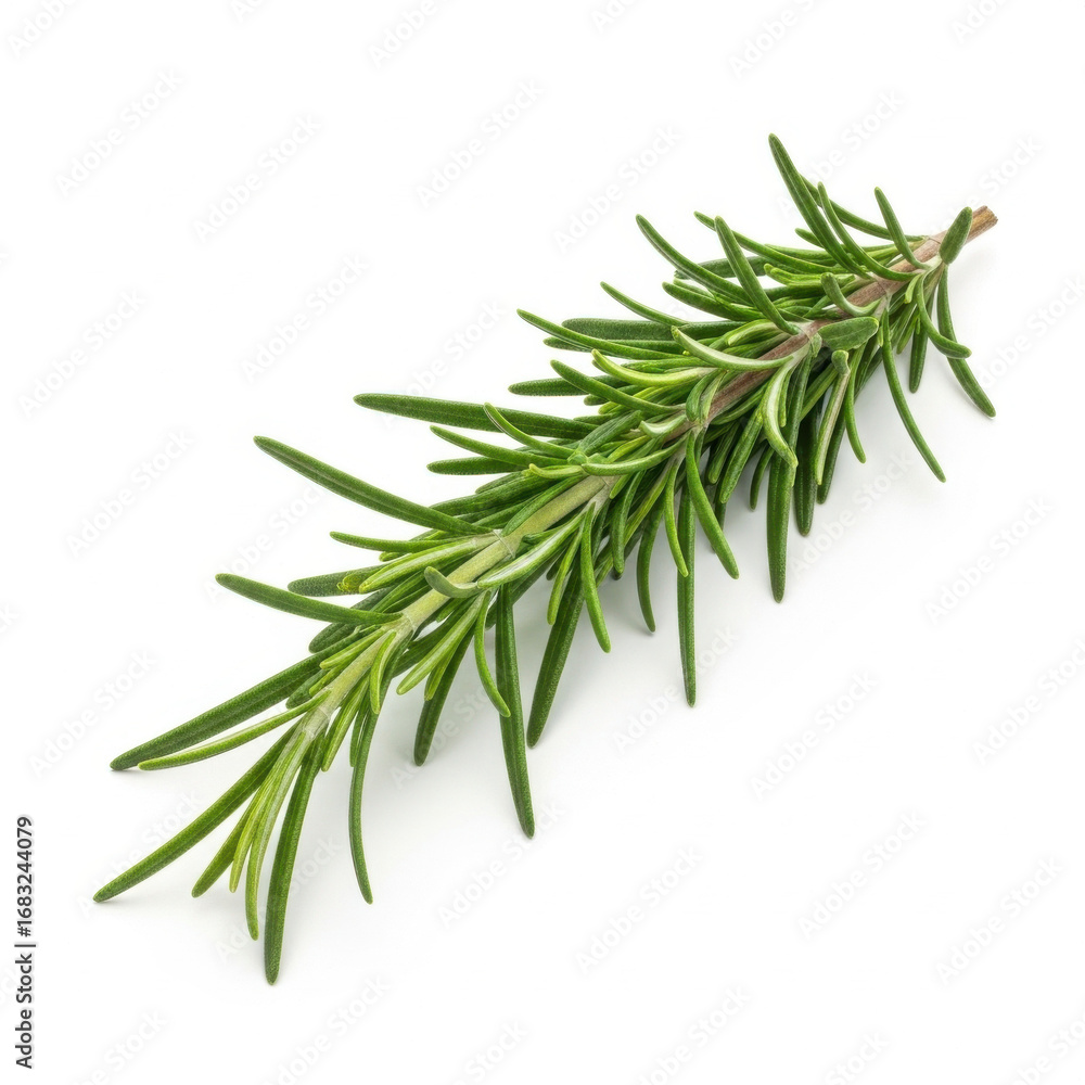 Fototapeta premium Fresh rosemary sprig isolated on transparent background