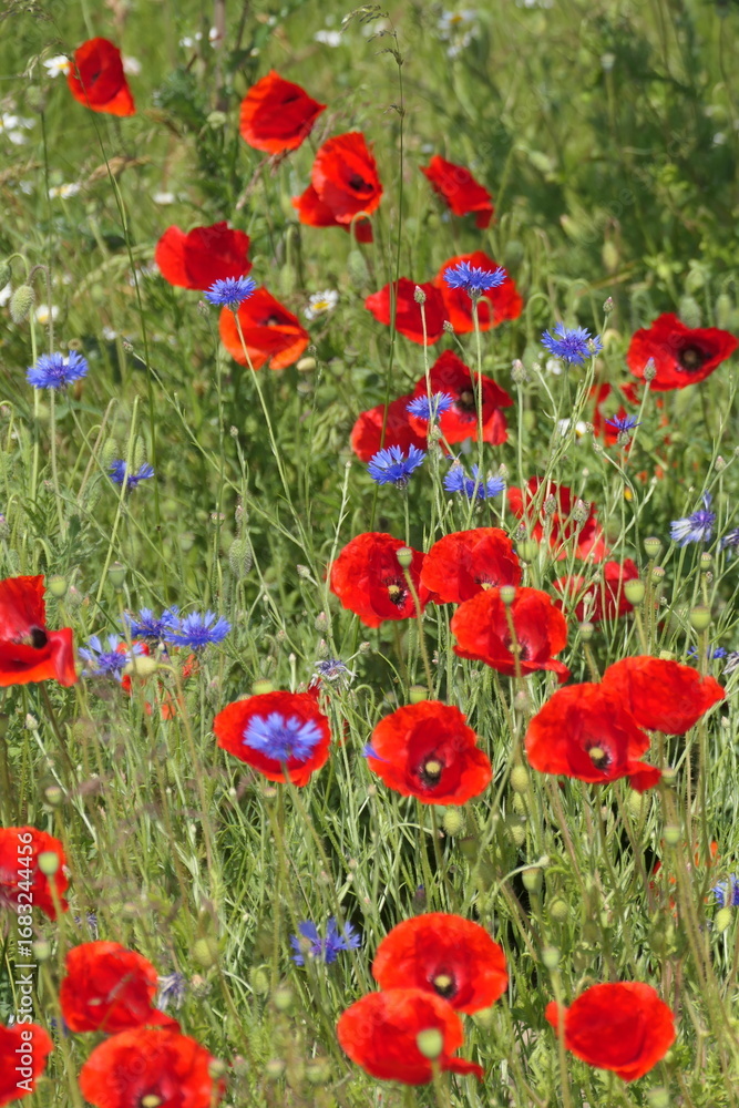 Fototapeta premium Klatschmohn und Kornblumen