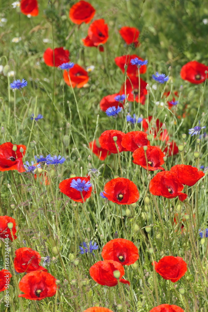 Obraz premium Klatschmohn und Kornblumen