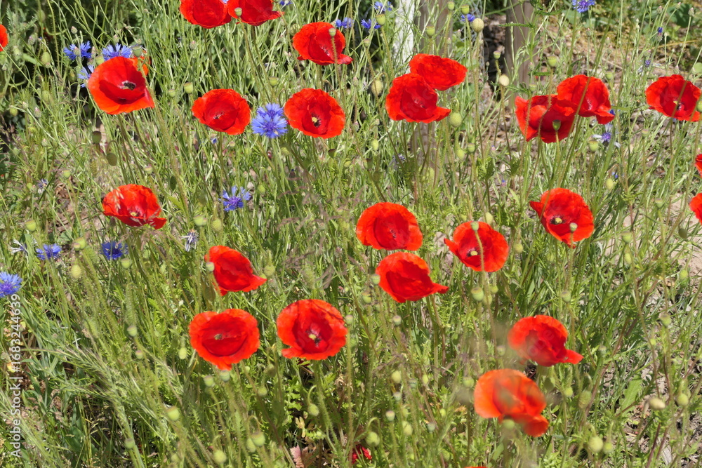 Obraz premium Klatschmohn und Kornblumen