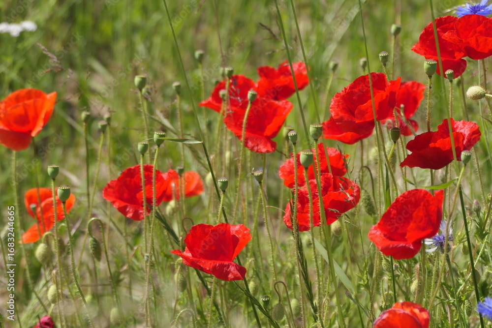 Obraz premium Klatschmohn und Kornblumen