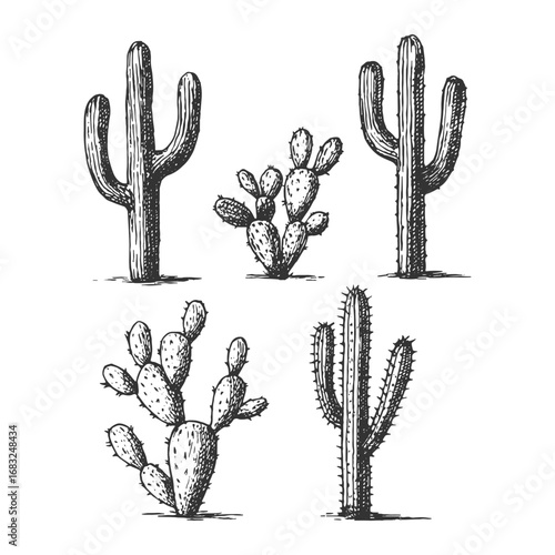 Hand drawn cactus plant collection in vintage engraving style, desert botanical illustration perfect for nature and retro themes.
