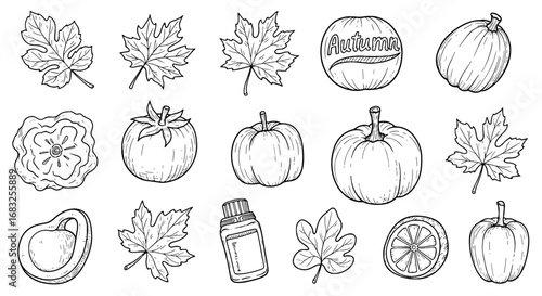Line drawn autumn fruits, leaves, and bottle set. Sketch doodle style icon illustration.