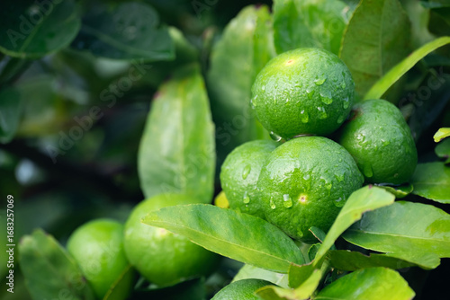 Green lemons is citrus  fruits on a branch with nature background. Green Lemons tree in the garden with daylight. Fresh green lime fruit hanging from branch.