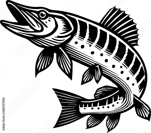 Illustration of a northern pike fish with detailed fins and body markings in black and white style art