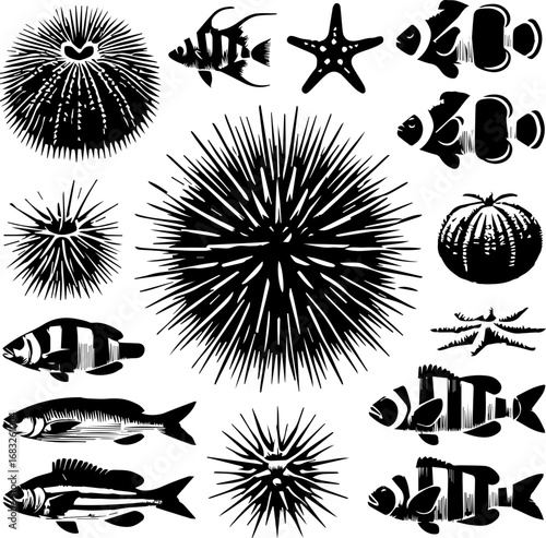 Illustration featuring various marine life including sea urchins clownfish starfish and other types of fish