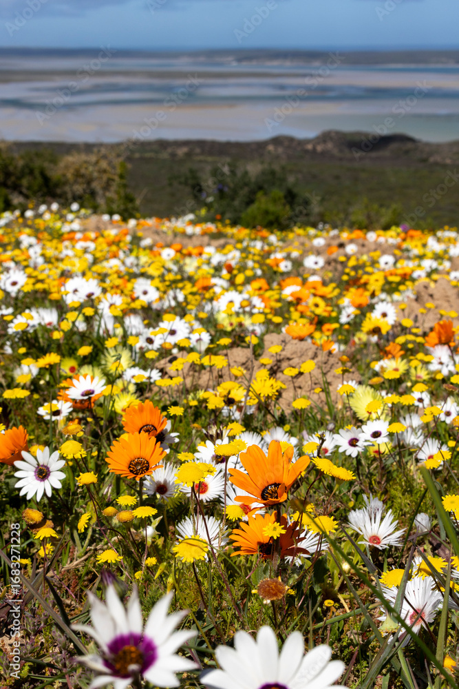 Obraz premium Large Wildflower Field with Daisies in Foreground Extending into Distance with ocean in the background West Coast South Africa