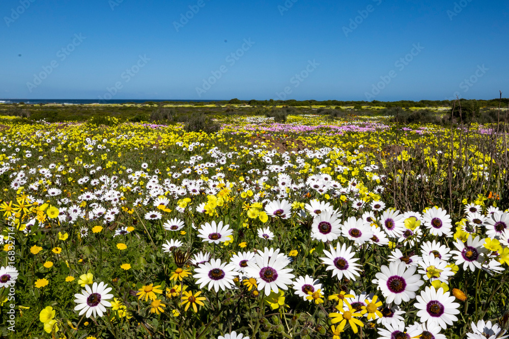 Fototapeta premium Large Wildflower Field with White Daisies in Foreground Extending into Distance under Blue Sky West Coast South Africa