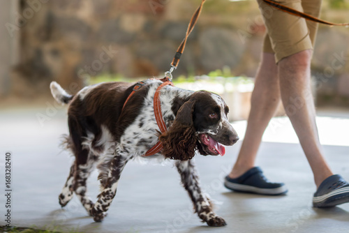 Bild auf Leinwand Portrait of spaniel walking on the floor