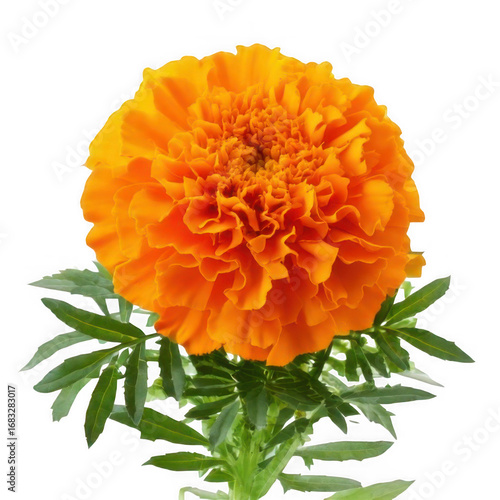 Marigold with leaves, isolated on white and transparent background