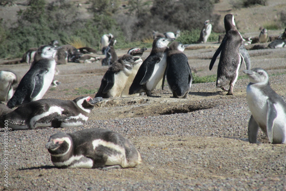Fototapeta premium Magellanic penguin colony on the Atlantic coast of Argentina. Penguins living on the ground outside the Antarctic in a small burrows on a coastal hill on a sunny day. Magellan penguin colony