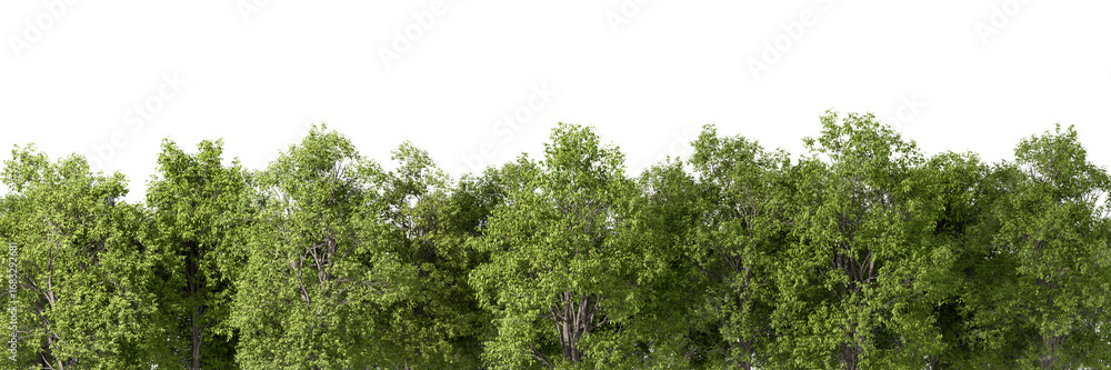 Fototapeta premium Naturally evergreen trees woods row on transparent backgrounds 3d illustrations png