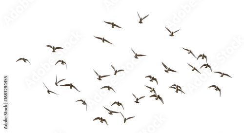Isolated Group of Seagulls in Flight