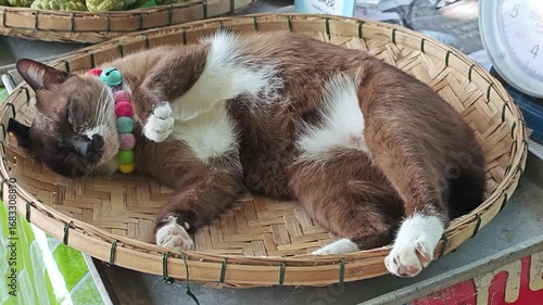 kitten on bamboo basket