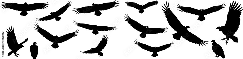 Fototapeta premium vector set of VULTURE SILHOUETTE ON WHITE BACKGROUND 