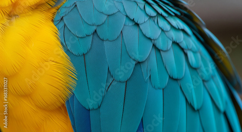 A close up of a macaws feathers, showcasing the vibrant blue and yellow colors, intricate patterns, and textures of its plumage