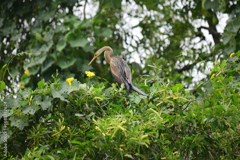 Obraz premium An Oriental Darter perches amidst vibrant green foliage and yellow flowers, its sleek dark body, long S-shaped neck, and pointed bill creating a striking silhouette against the lush natural backdrop.
