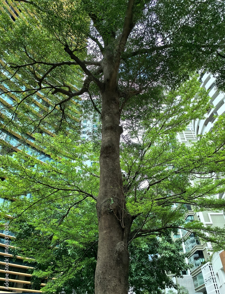 Fototapeta premium A majestic tree towers over modern buildings, blending nature with urban design.