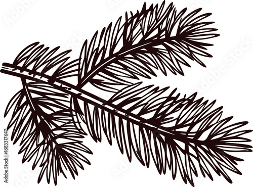 Detailed hand drawn fir tree branch with needles isolated on white background for botanical illustration