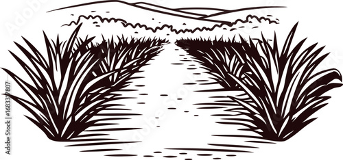 Hand drawn agave plantation landscape with mountains and pathway, engraving agriculture illustration