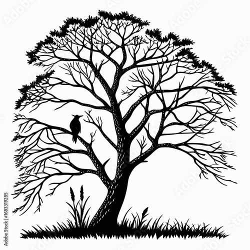 nature tree illustration