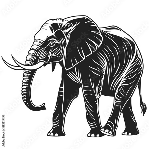 elephant isolated on white background