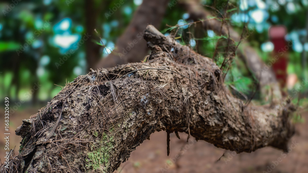 Fototapeta premium tree trunk with roots