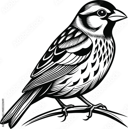 Vector illustration of a wild sparrow on a tree branch, featuring a silhouette of its wing and beak