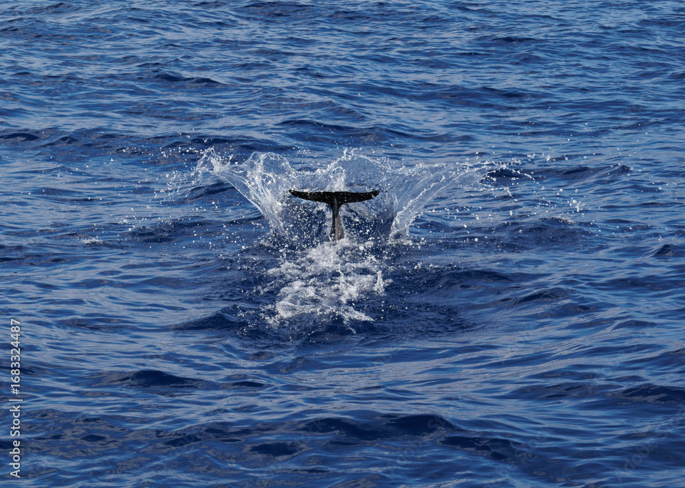 Fototapeta premium Dolphin tail