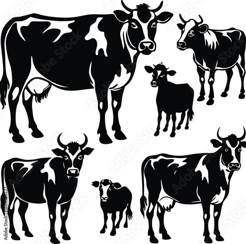 black and white cows