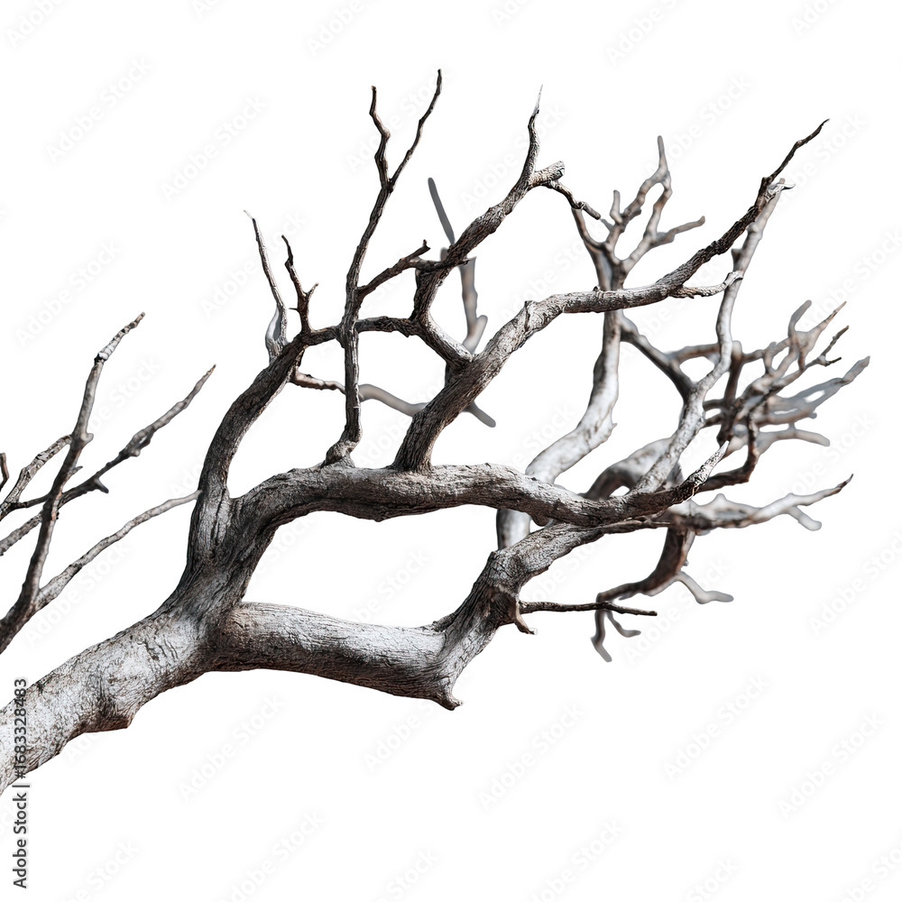 Obraz premium Dead branch, intricate skeletal structure