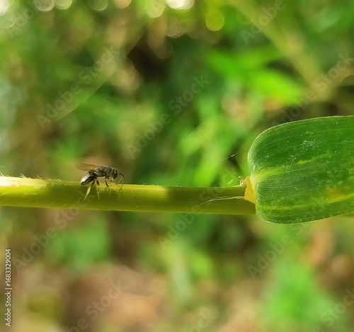 Small insect walking on a green plant stem with blurred green foliage background