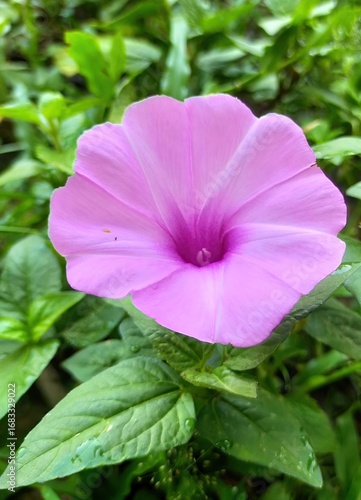 Close up of a delicate light purple morning glory flower in bloom surrounded by green leaves
