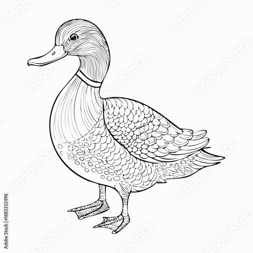 Duck drawing. It is a simple black and white outline image of a common duck standing, ready for coloring. Vector sketch line art draw.