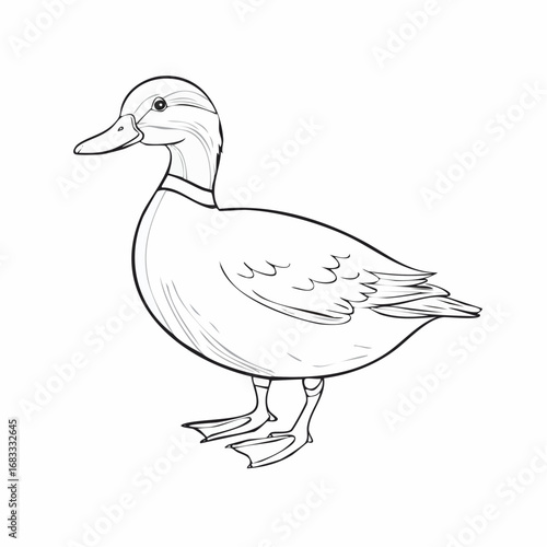 Duck drawing. It is a simple black and white outline image of a common duck standing, ready for coloring. Vector sketch line art draw.
