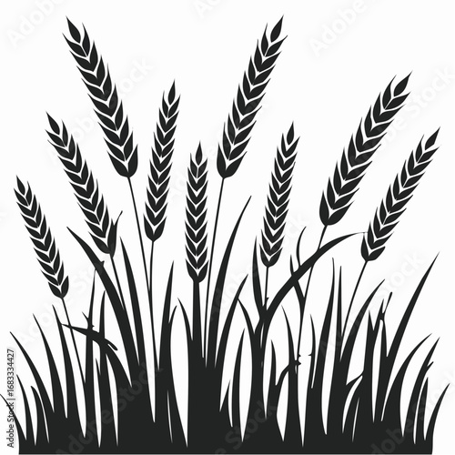 Prairie grass silhouette. This image shows a black silhouette of prairie grass with tall blades and feathery plumes, also known as wild grass or meadow grass. Vector clipart illustration design.