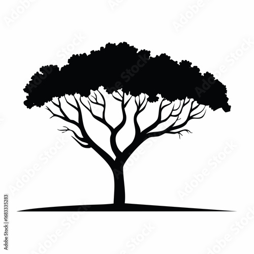 Photos Mesquite tree silhouette