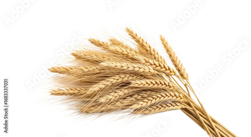 Wallpaper Mural Bundle of Golden Wheat Stalks and Grain cutout isolated on transparent bg, png Torontodigital.ca