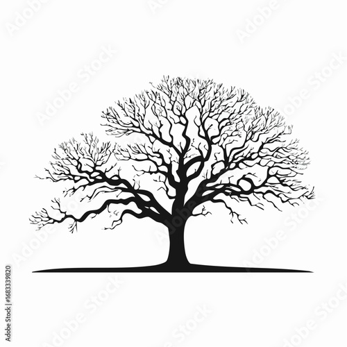 Oak tree silhouette no leaves. This image shows a detailed silhouette of an oak tree without leaves, emphasizing its stark and natural elegance. Vector clipart illustration design.