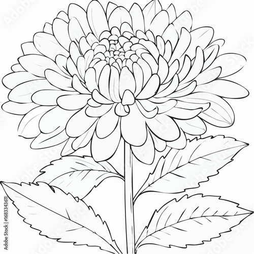 Aster drawing. It is a black and white outline image of an aster flower with numerous thin petals, a textured center, a stem, and detailed leaves, in a sketch style. Vector sketch line art draw.