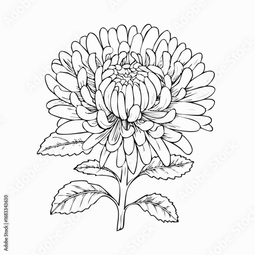 Aster drawing. It is a black and white outline image of an aster flower with numerous thin petals, a textured center, a stem, and detailed leaves, in a sketch style. Vector sketch line art draw.