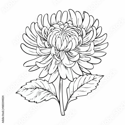 Aster drawing. It is a black and white outline image of an aster flower with numerous thin petals, a textured center, a stem, and detailed leaves, in a sketch style. Vector sketch line art draw.