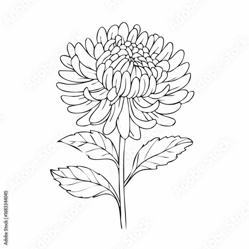 Aster drawing. It is a black and white outline image of an aster flower with numerous thin petals, a textured center, a stem, and detailed leaves, in a sketch style. Vector sketch line art draw.
