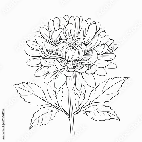 Aster drawing. It is a black and white outline image of an aster flower with numerous thin petals, a textured center, a stem, and detailed leaves, in a sketch style. Vector sketch line art draw.
