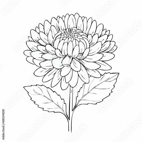 Aster drawing. It is a black and white outline image of an aster flower with numerous thin petals, a textured center, a stem, and detailed leaves, in a sketch style. Vector sketch line art draw.