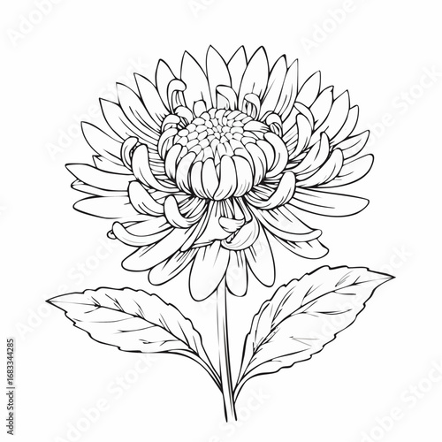 Aster drawing. It is a black and white outline image of an aster flower with numerous thin petals, a textured center, a stem, and detailed leaves, in a sketch style. Vector sketch line art draw.