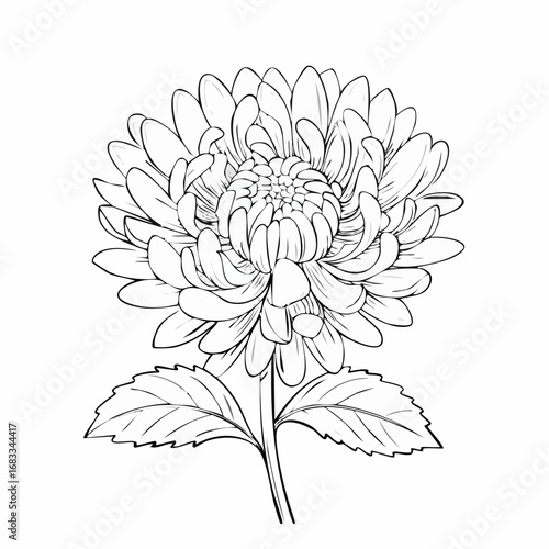 Aster drawing. It is a black and white outline image of an aster flower with numerous thin petals, a textured center, a stem, and detailed leaves, in a sketch style. Vector sketch line art draw.
