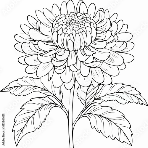 Aster drawing. It is a black and white outline image of an aster flower with numerous thin petals, a textured center, a stem, and detailed leaves, in a sketch style. Vector sketch line art draw.