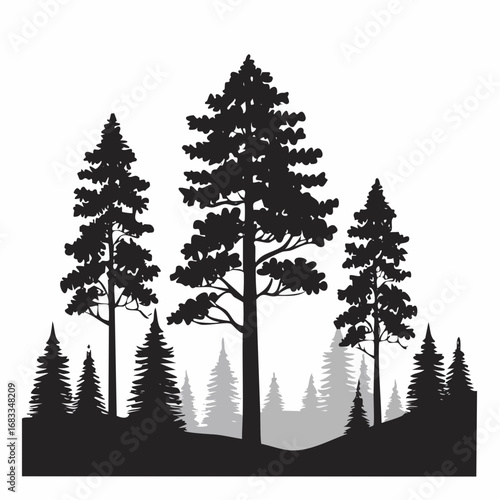 Redwood trees silhouette. This image shows a black silhouette of towering redwood trees, also known as Sequoia sempervirens, with detailed branches and foliage. Vector clipart illustration design.