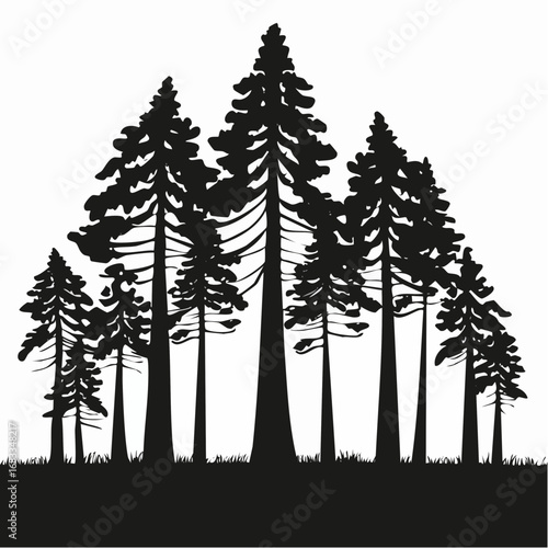 Redwood trees silhouette. This image shows a black silhouette of towering redwood trees, also known as Sequoia sempervirens, with detailed branches and foliage. Vector clipart illustration design.